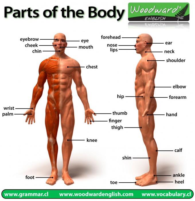 Parts of the Body in English picture