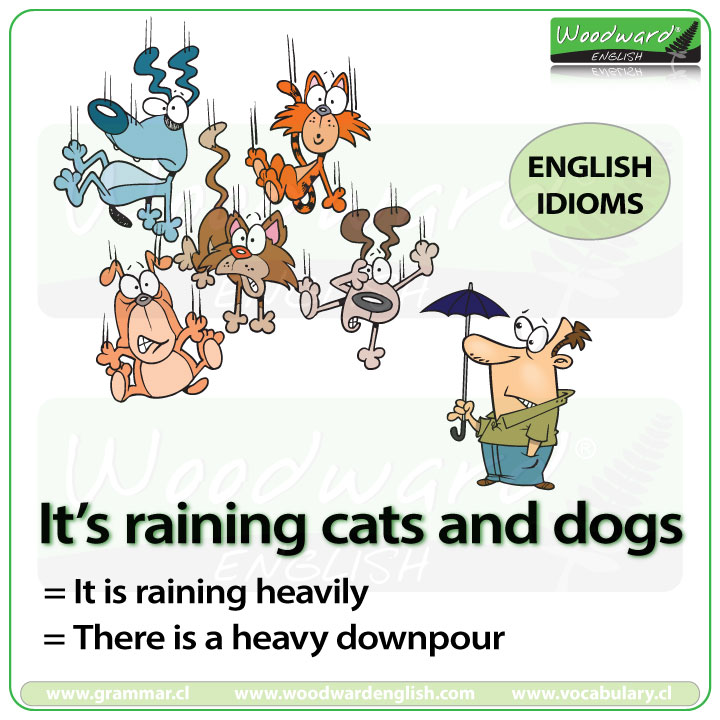 How did the phrase 'it's raining cats and dogs' originate?