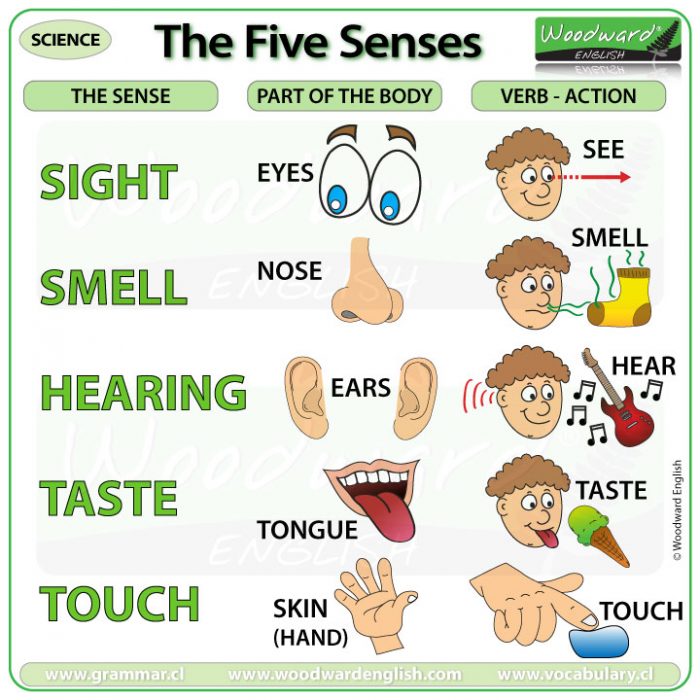 Senses In English Worksheet