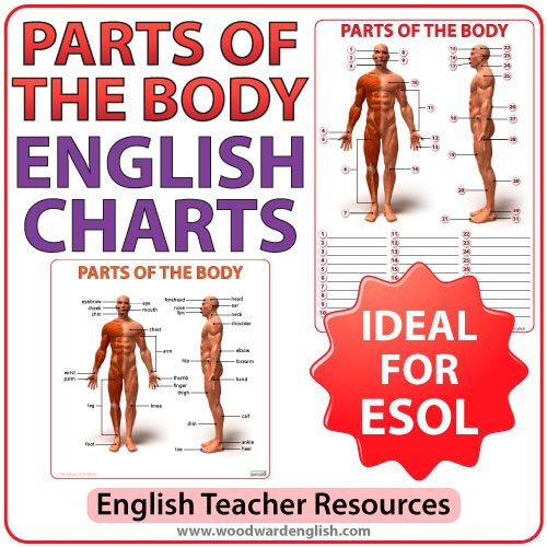 English Parts of the Body Charts
