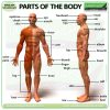 Parts of the Body in English - Learn English Vocabulary with Woodward English