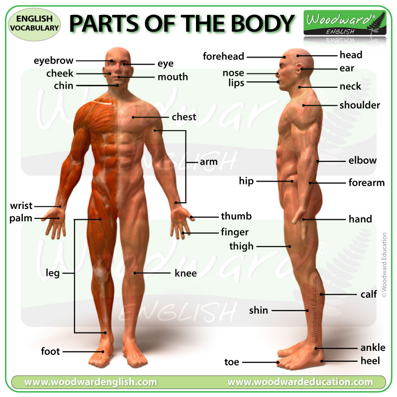 Parts of the Body in English - Learn English Vocabulary with Woodward English